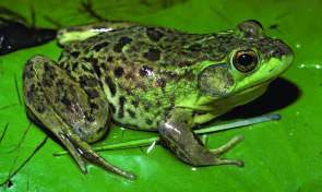 mink-frog