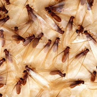 flying-termites